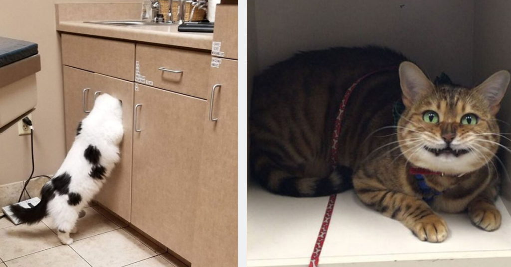 She Shares Shots Of Her Cat Hiding From Vet. It Turns Out She Is Not