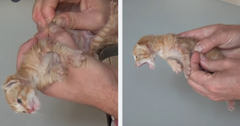 Crying In Pain He Finds A Seemingly Uninjured Kitten Lying On The Side
