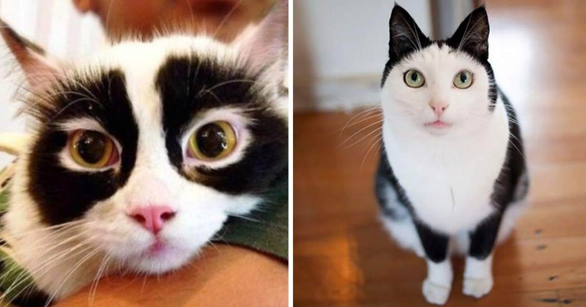 20+ Rare Cats With The Craziest, Most Unusual Markings Ever! The